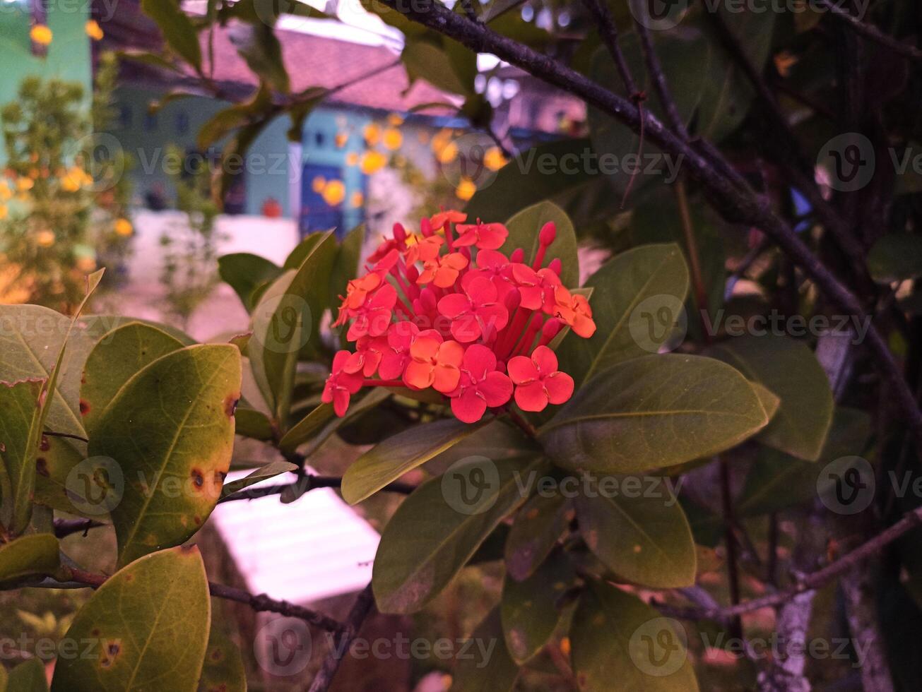 A red flower is on a tree branch photo