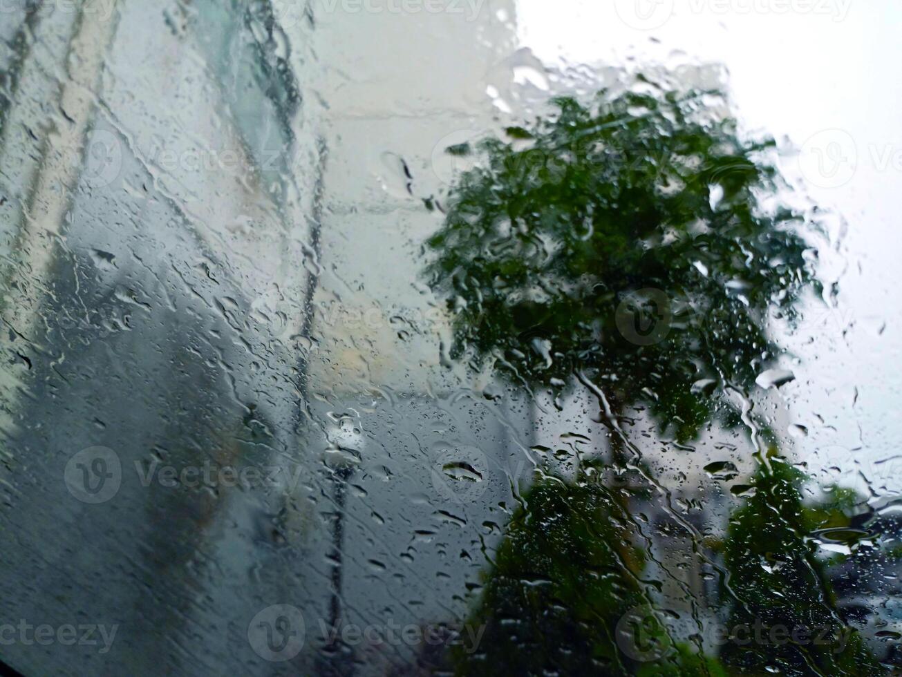 A tree in the rain photo
