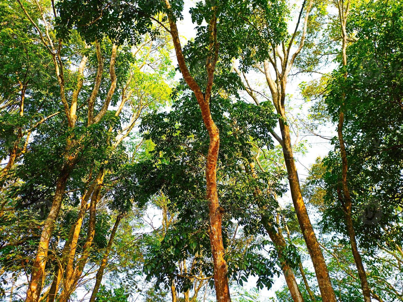 A group of trees in a forest photo