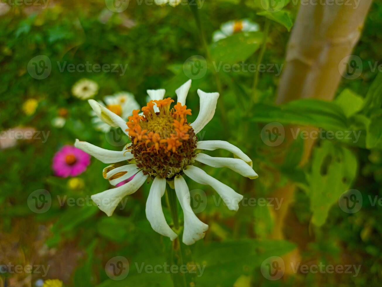A white flower with an orange center in the middle of a green field photo