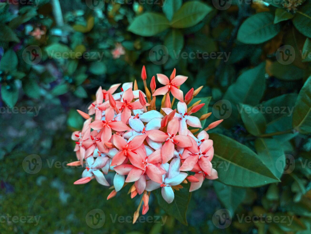 A pink and white flower in front of green leaves photo