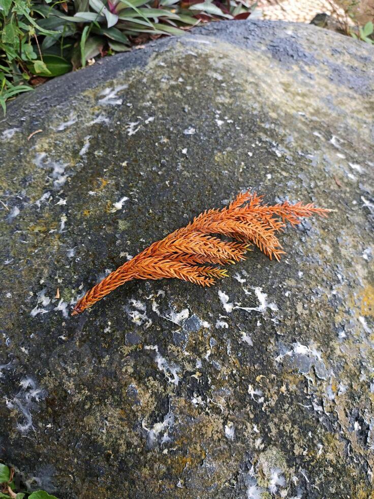 A rock with a leaf on it photo