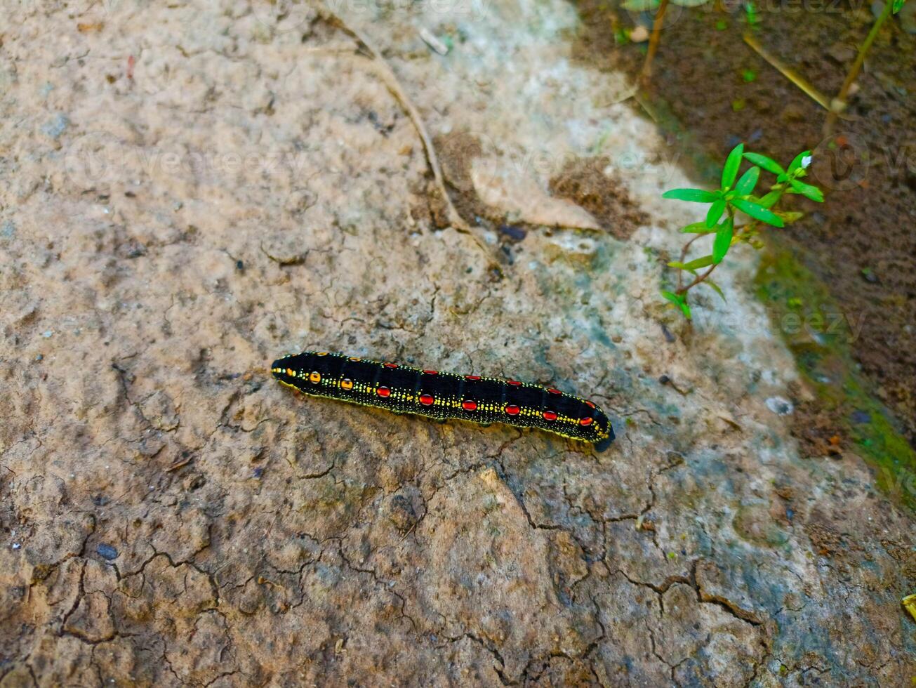 A black and red caterpillar on the ground photo