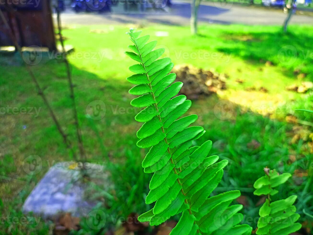 A green plant with leaves in the grass photo