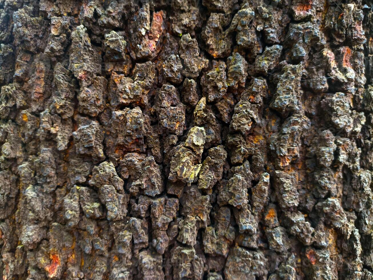 A close up of a tree with a lot of different colors photo