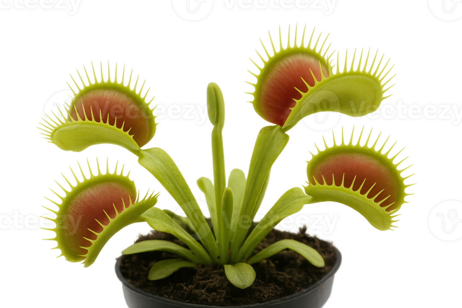 Venus flytrap growing in a pot with transparent background png