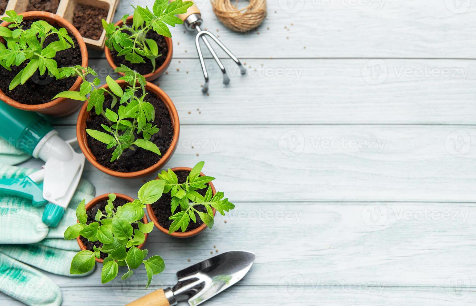 Gardener preparing seedlings and gardening tools photo