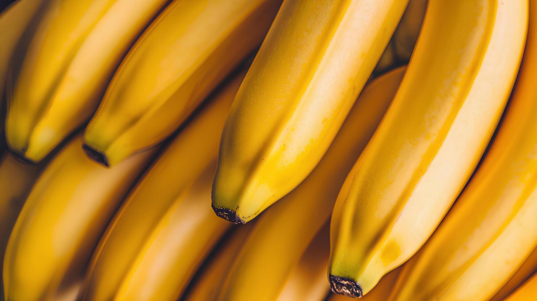 Closeup of ripe yellow bananas in soft lighting. Appetizing image of tropical fruit for cooking blogs, product packaging, healthy food advertising and diet programs. photo