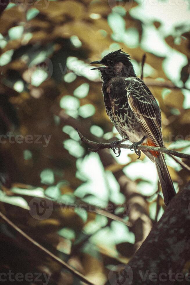 Red vented bulbul perched on a branch in summer photo