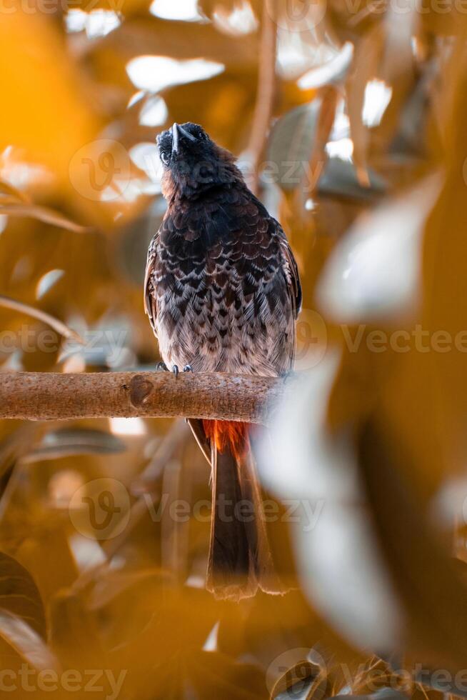 Red vented bulbul perched on a branch photo