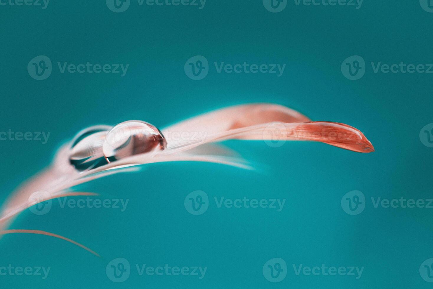 Water droplet on a pink feather floating on teal photo