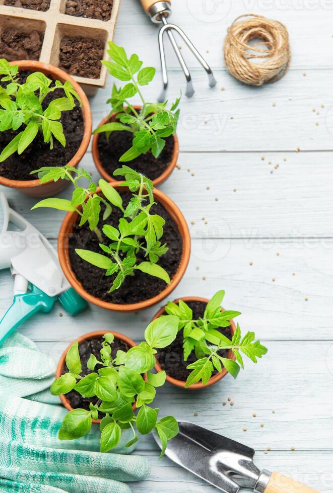Gardener preparing seedlings and gardening tools on a wooden table photo