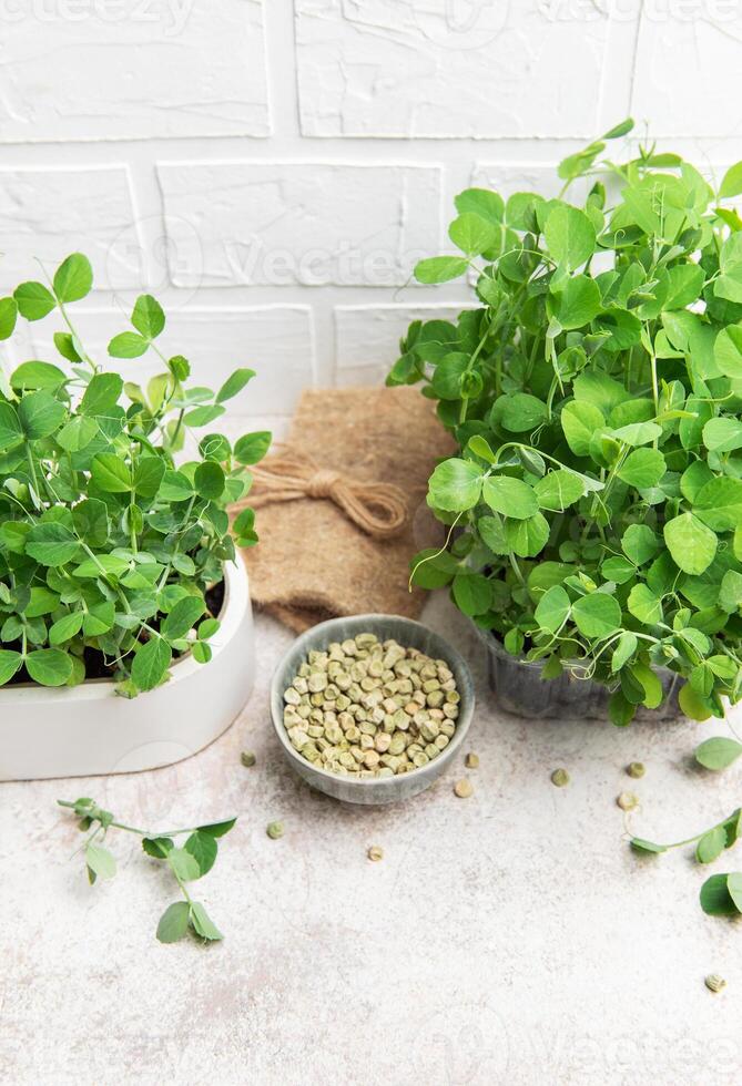 Microgreens growing in pots with seeds in a bowl on a table photo