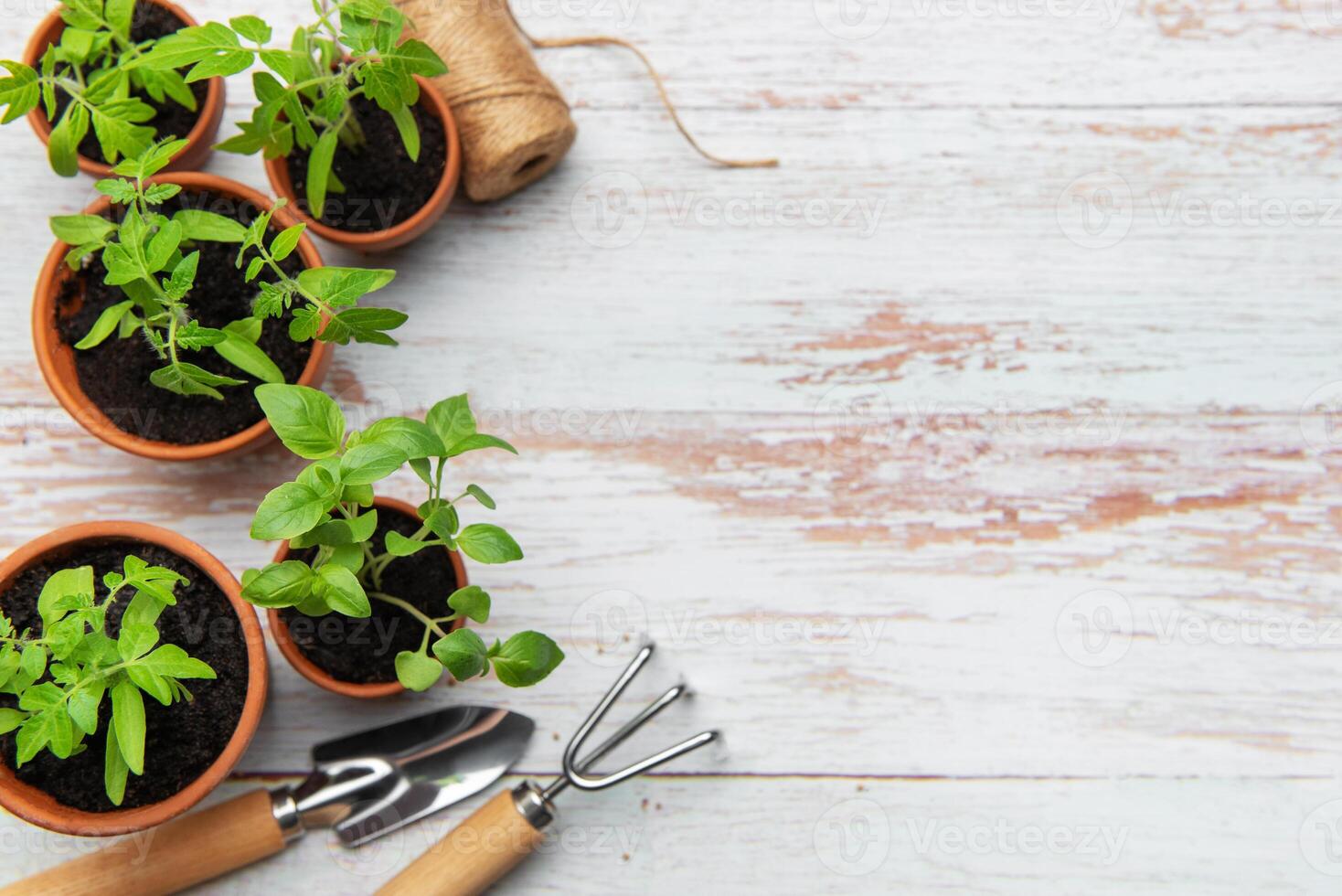 Seedlings growing in terracotta pots with gardening tools on rustic wood table photo