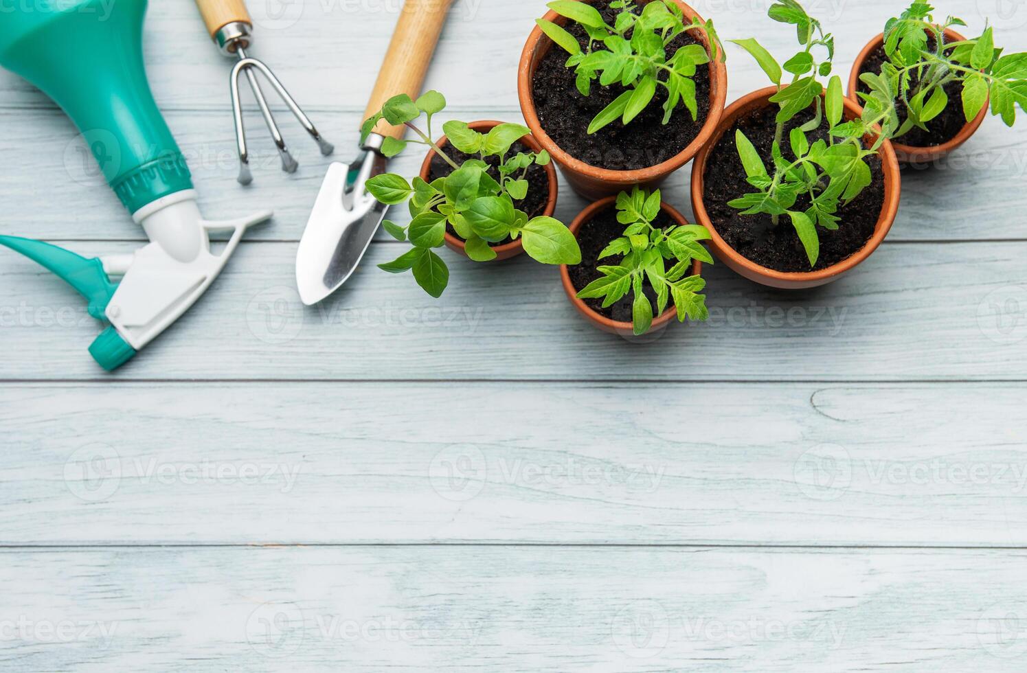 Gardening tools and seedlings on rustic white wooden background photo