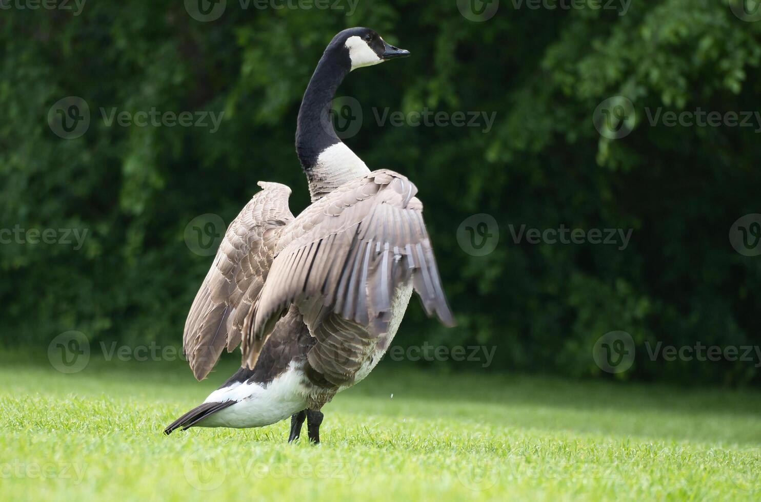 Canada goose majestically spreads its wings on a meadow, surrounded by trees. photo