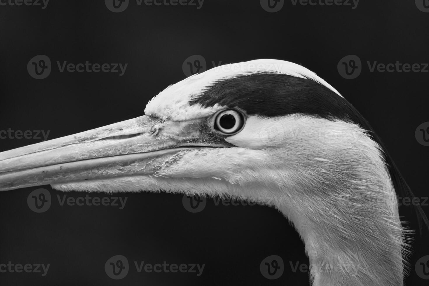 Close up of a gray heron with sharp focus on the head and beak. Bird photo