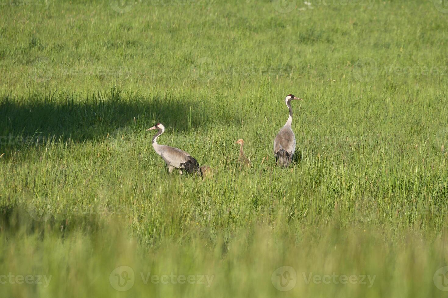 A crane family with young stands in a green field surrounded by tall grass. photo