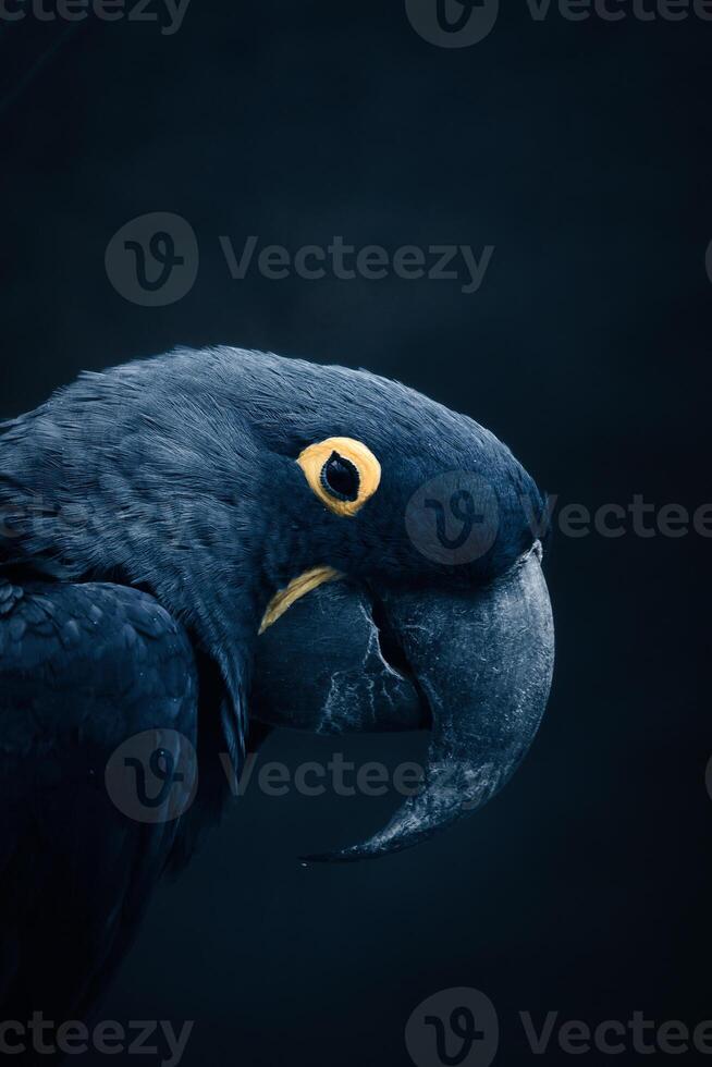 Portrait of a hyacinth macaw against a dark background. parrot photo