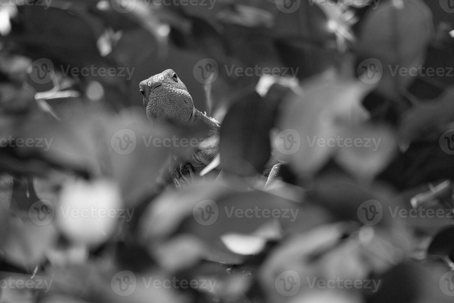 in black and white, green iguana, half hidden between tropical leaves. photo