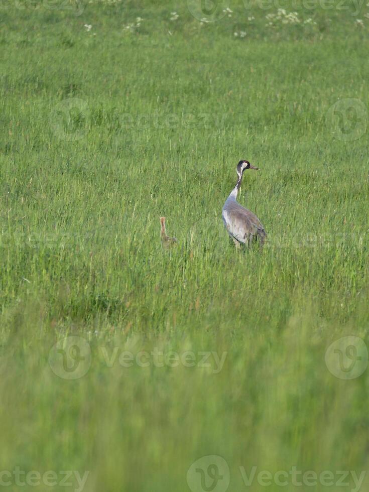 crane family with young stands in a green field surrounded by tall grass. photo
