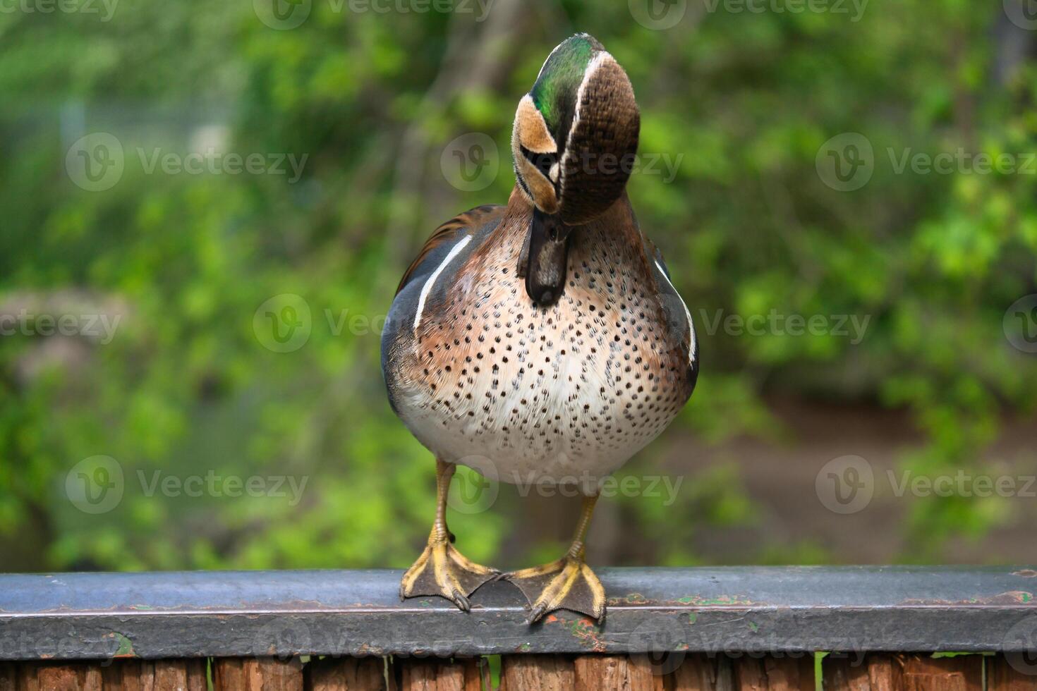 colorful hen duck stands on a fence and turns its head to the side photo