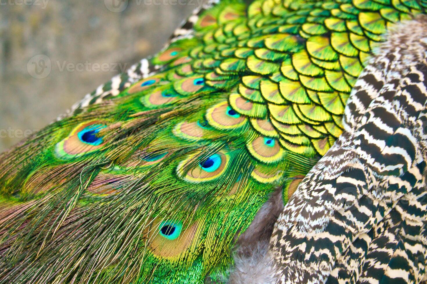Close-up of colorful peacock feathers with shim shades of green and blue. Natural patterns, texture and exoticism in a fascinating close-up. photo