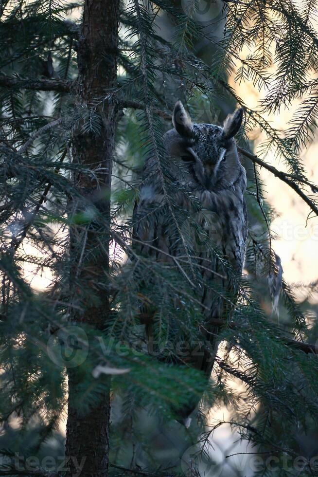A well-camouflaged eagle owl sits between the branches of a coniferous tree. photo