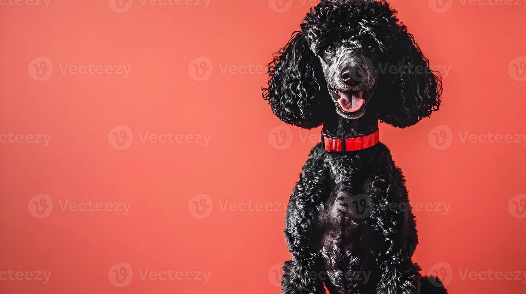 Happy Black Standard Poodle Dog on Coral Background photo