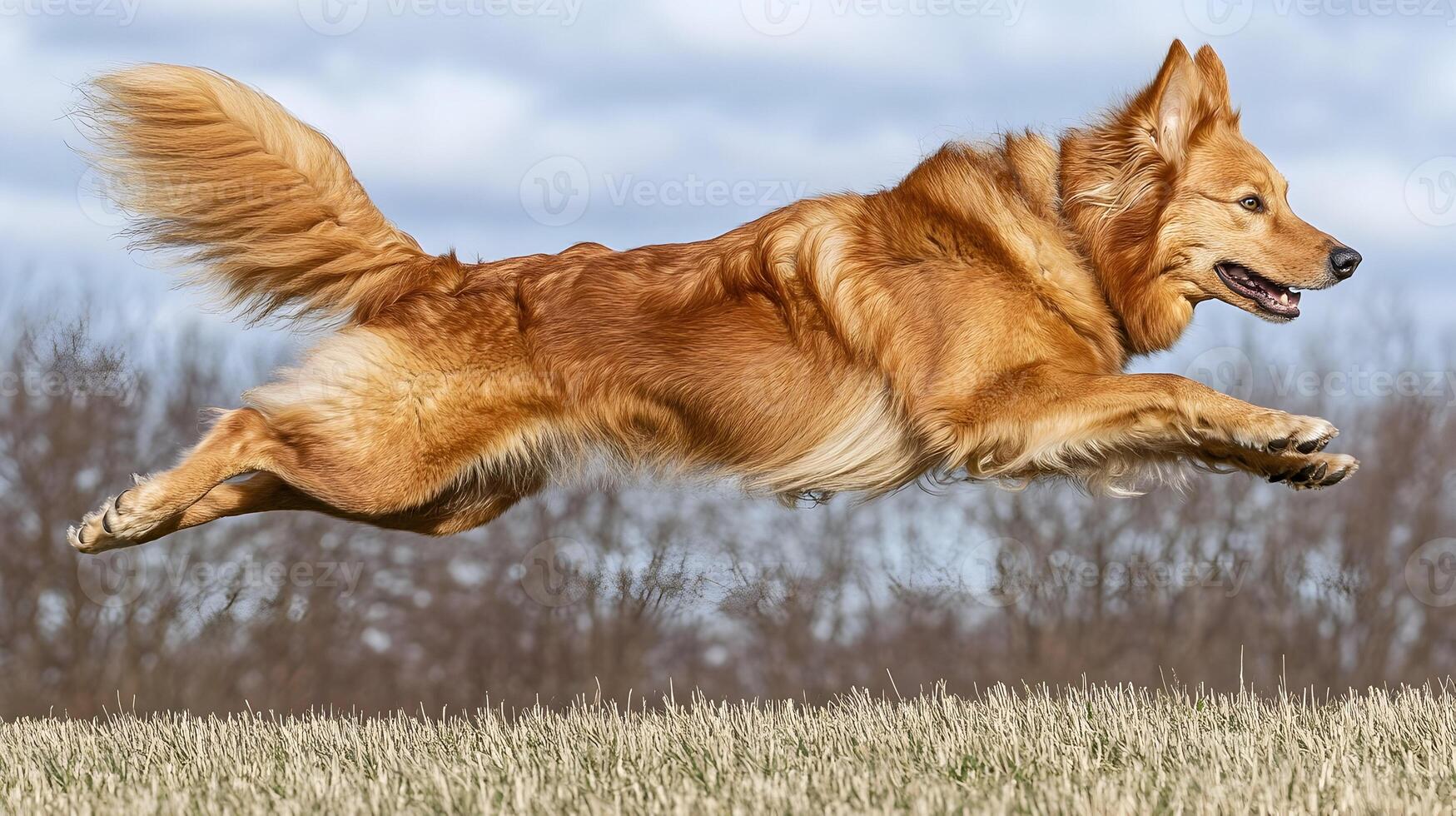 Golden Retriever Dog Leaping, Action Shot, Active Dog photo