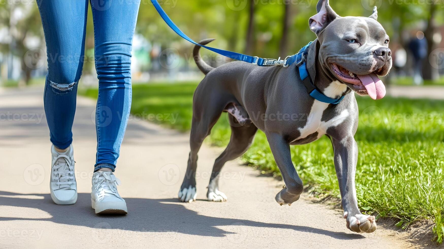 American Bully Dog Walking in Park, Blue Eyed Pitbull photo