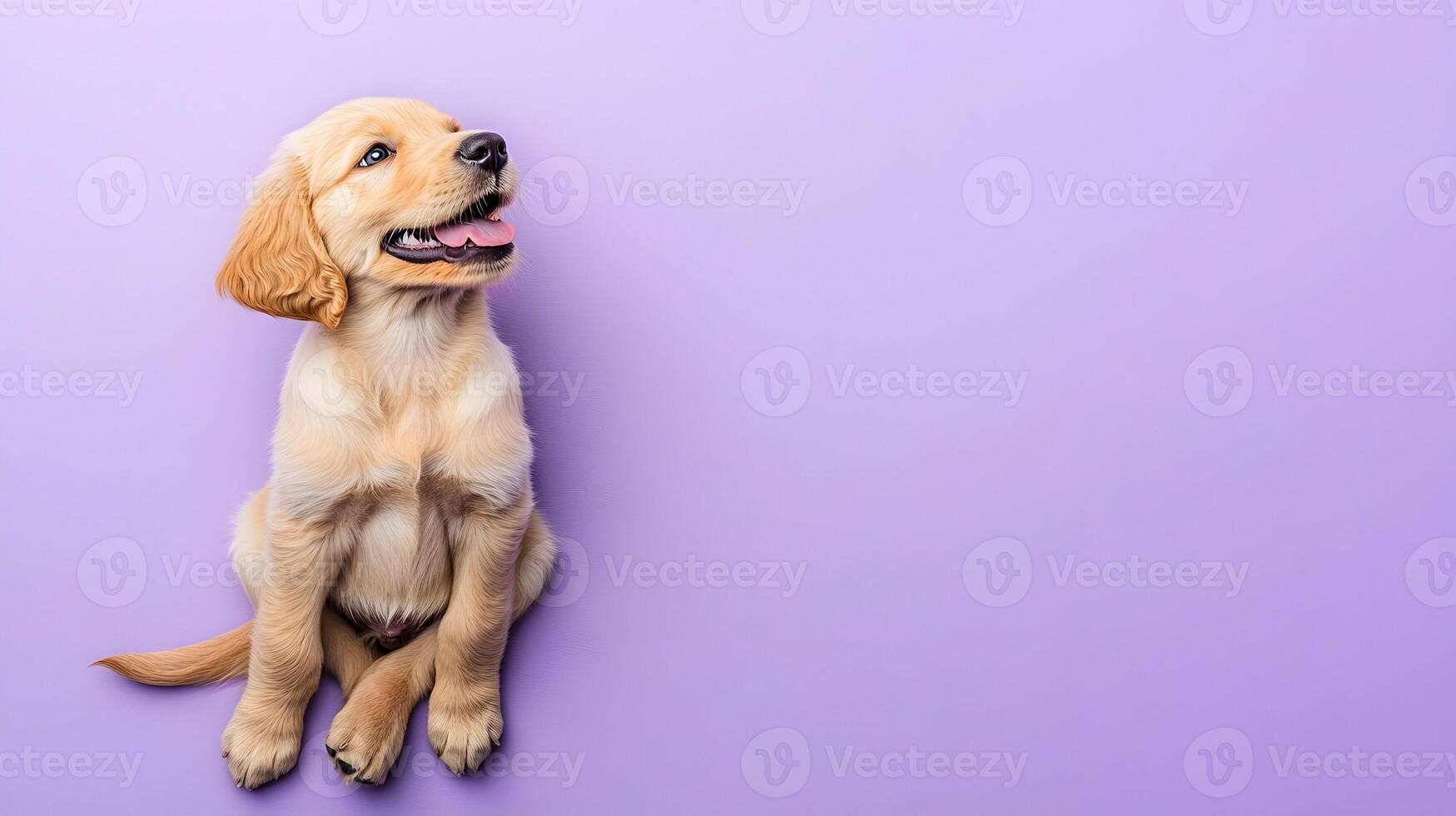 A Cute Golden Retriever Puppy on Purple Background photo
