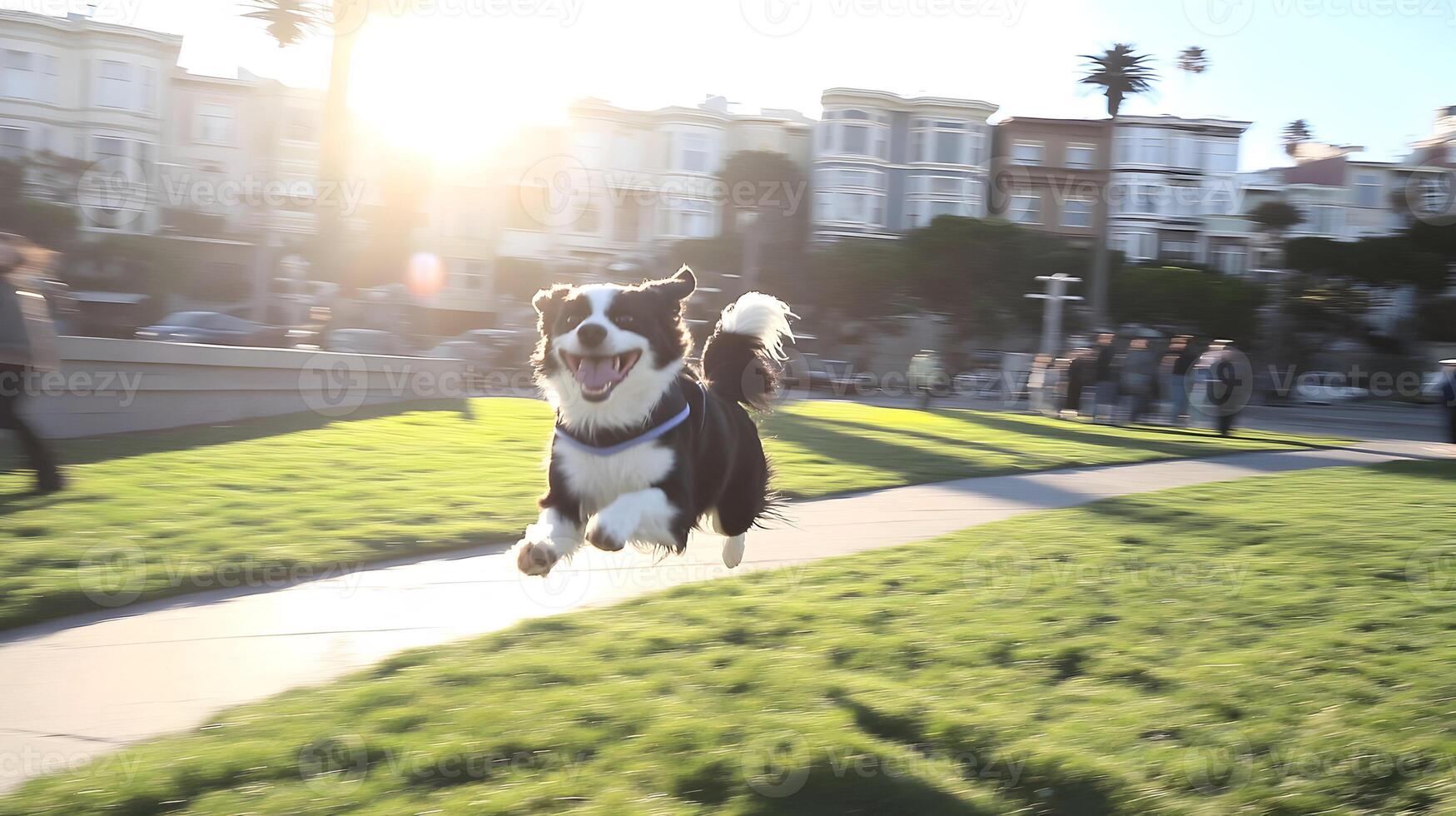 Happy Border Collie Running in San Francisco Park photo