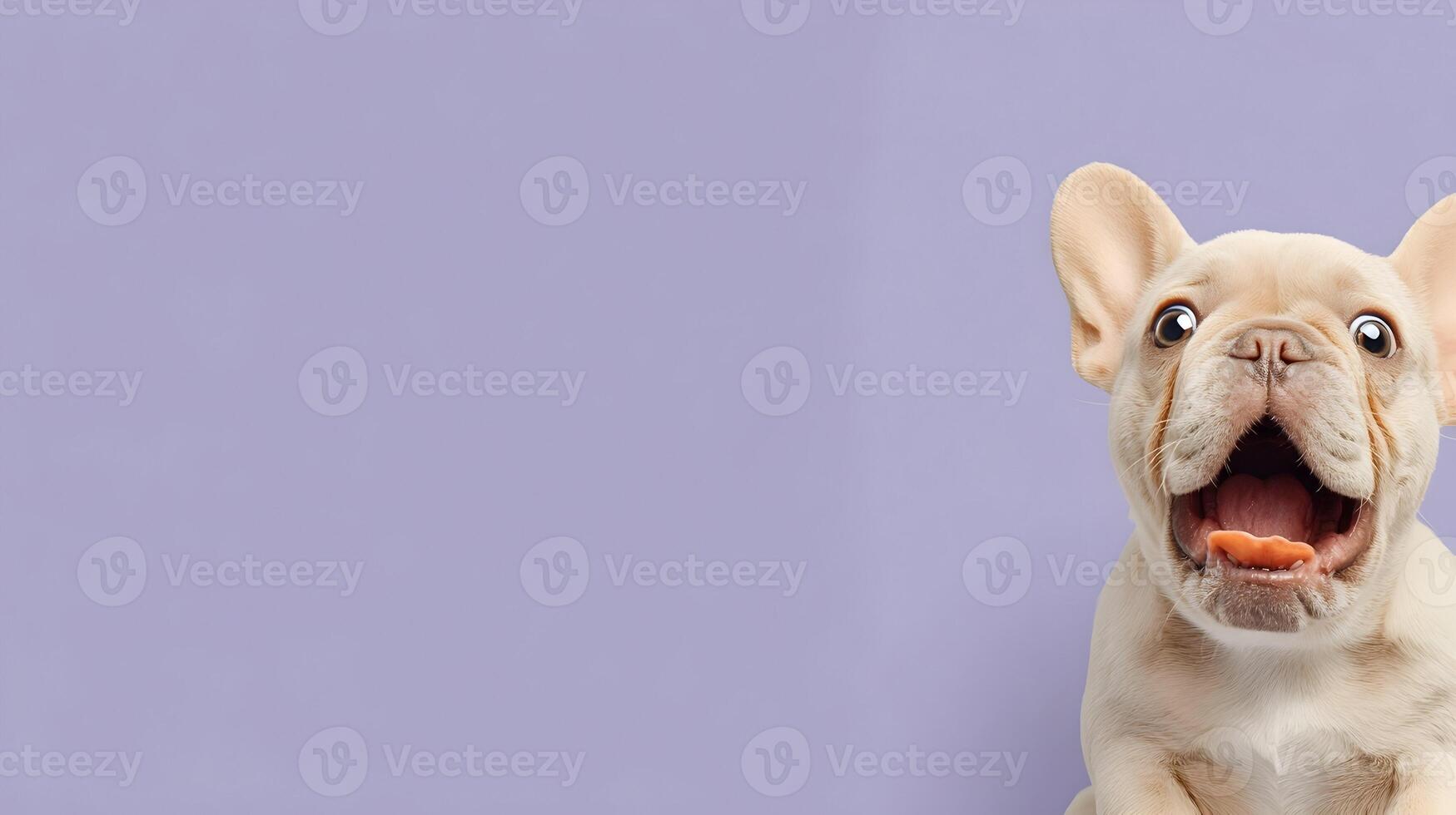 Cream French Bulldog Puppy Open Mouth Purple Background photo