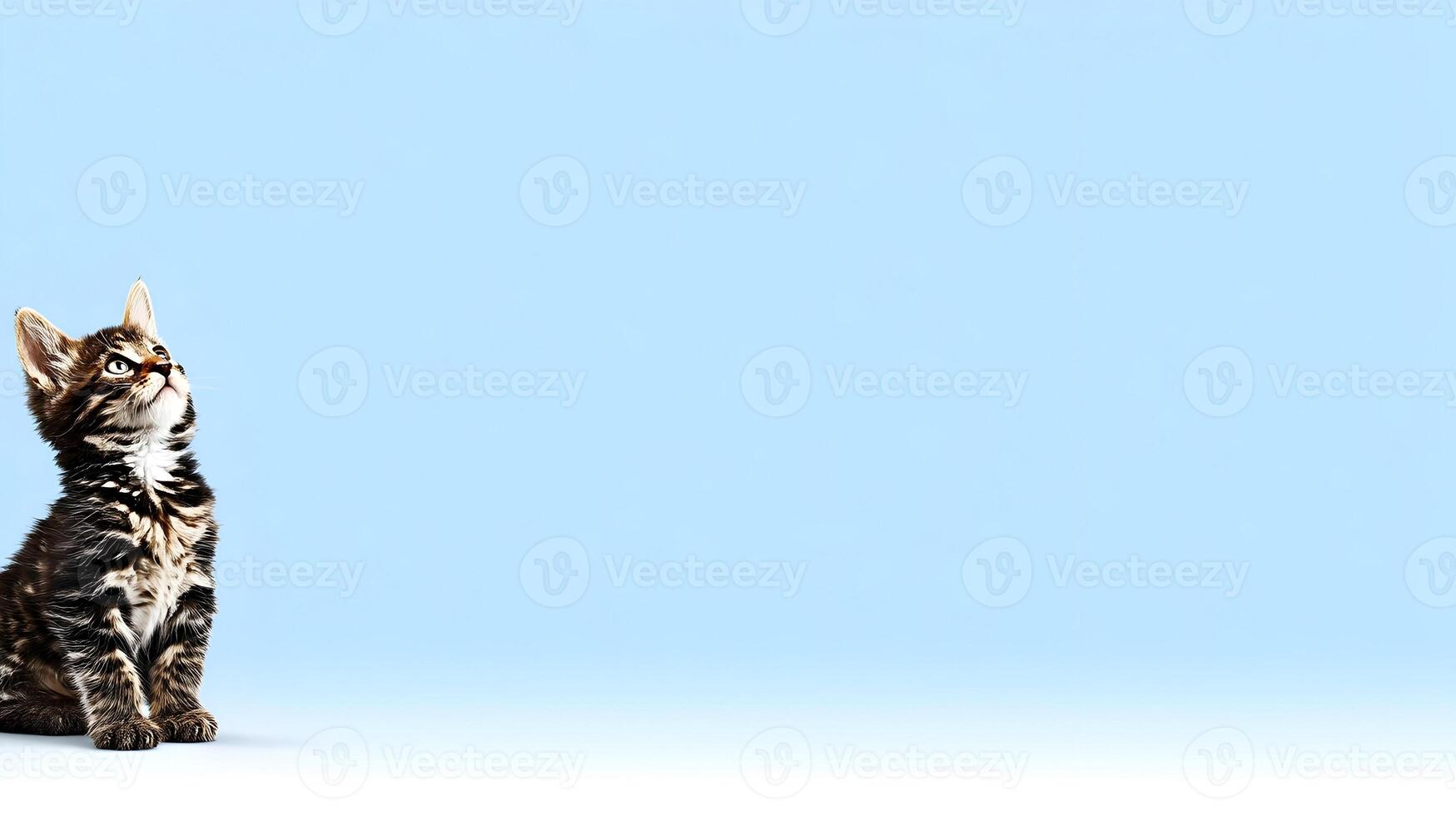 Cute Tabby Kitten Sitting on Light Blue Background Looking Up photo