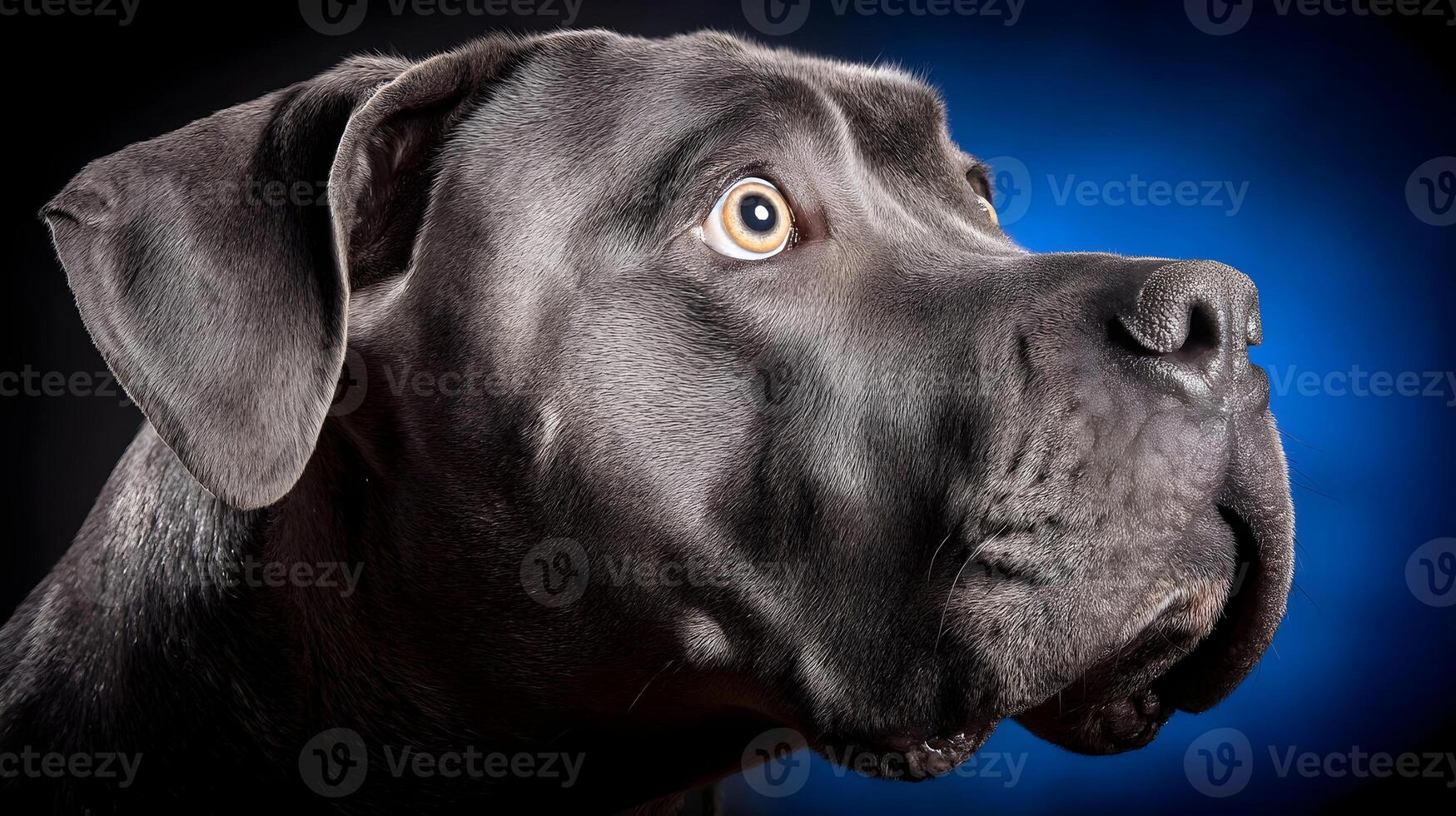 Closeup Grey Cane Corso Dog Portrait Blue Background photo