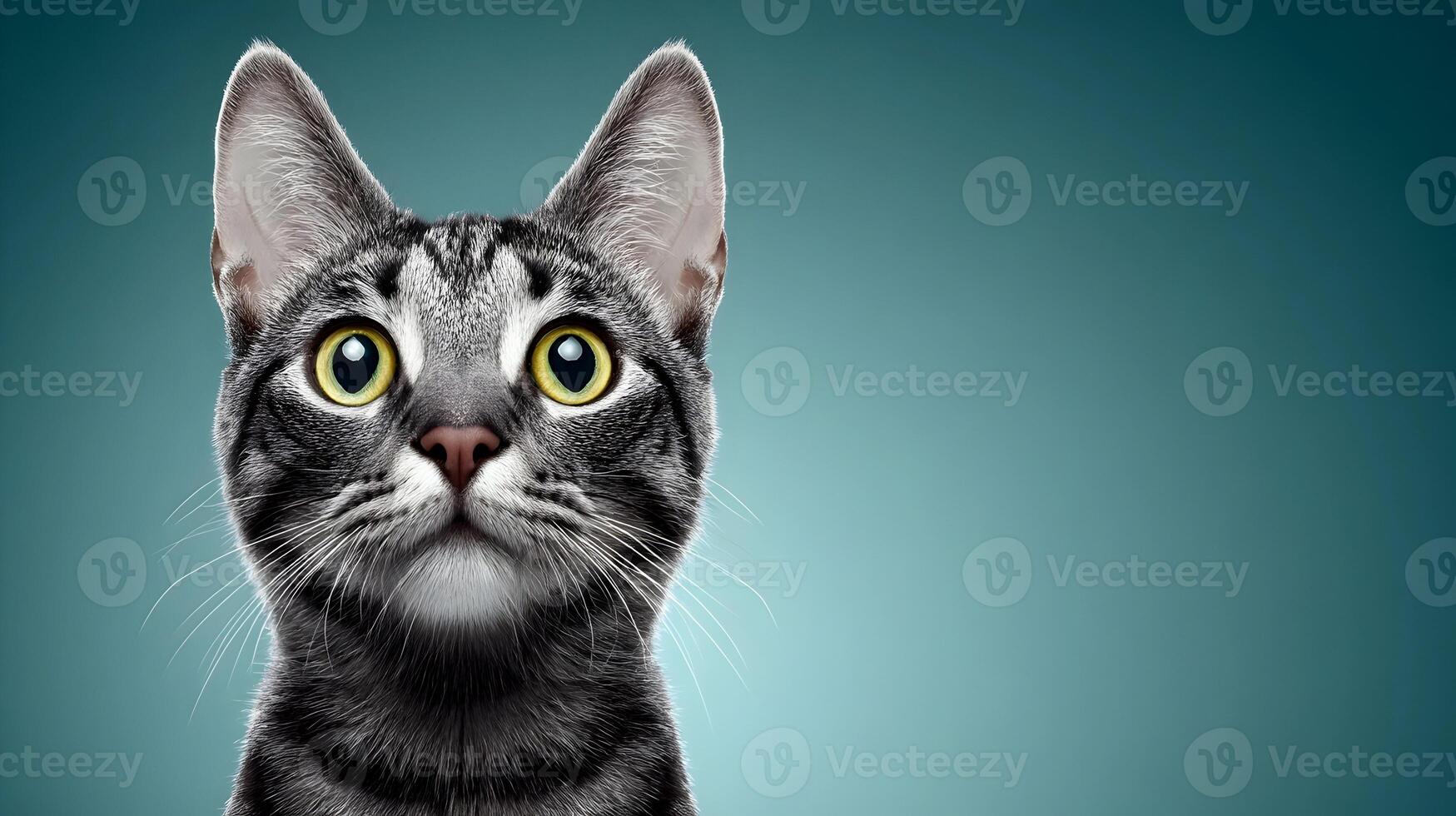 Closeup Portrait of a Grey Tabby Cat with Yellow Eyes Looking Upwards Against a Teal Background photo