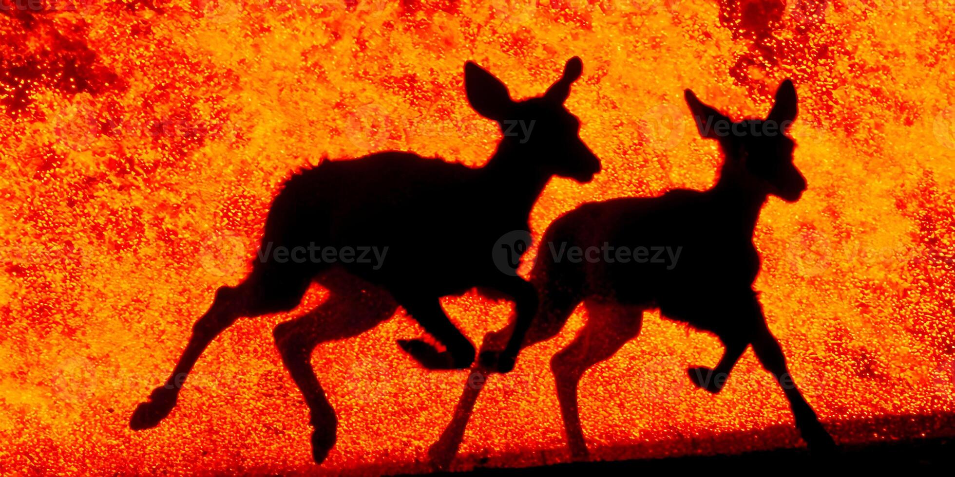 Two Fawn Silhouettes Running Against Fiery Orange Background photo
