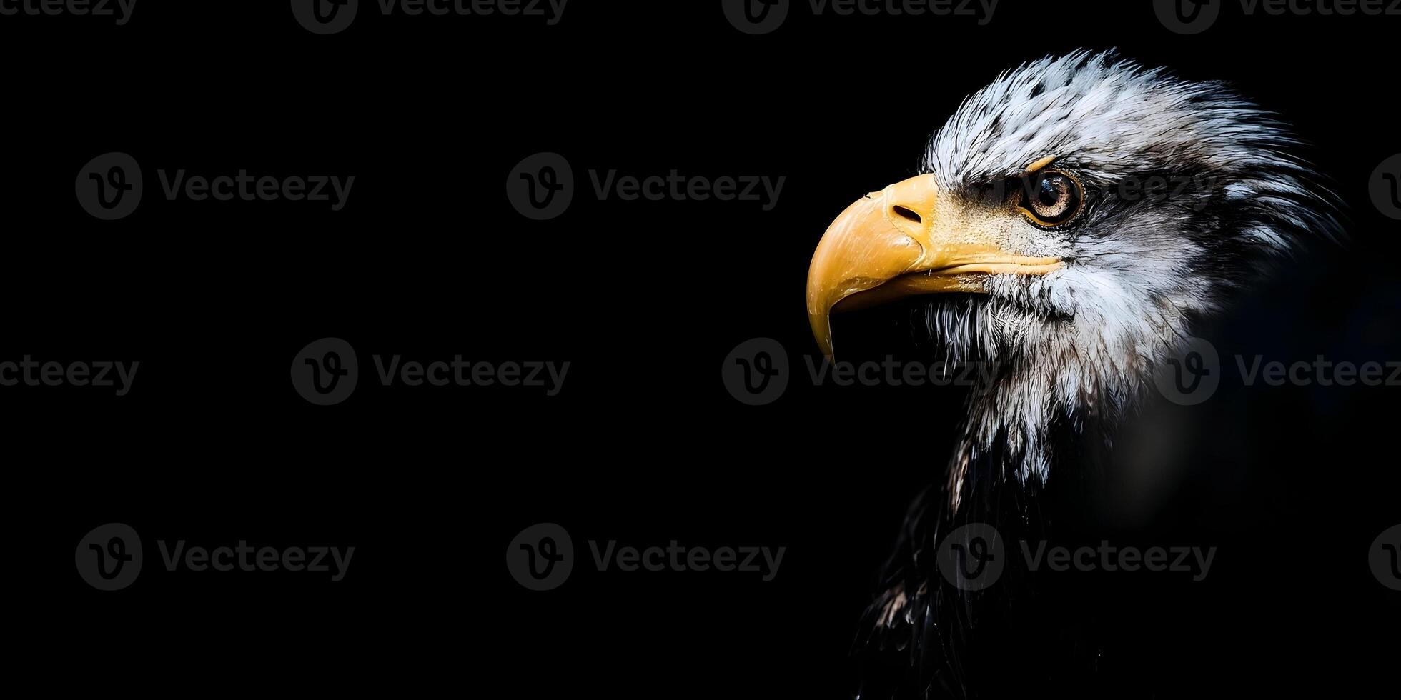 Bald Eagle Profile Dark Background Wildlife Photography photo