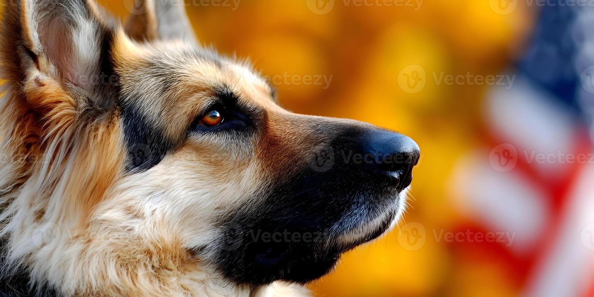 German Shepherd Dog Profile Closeup Autumn Background American Flag photo