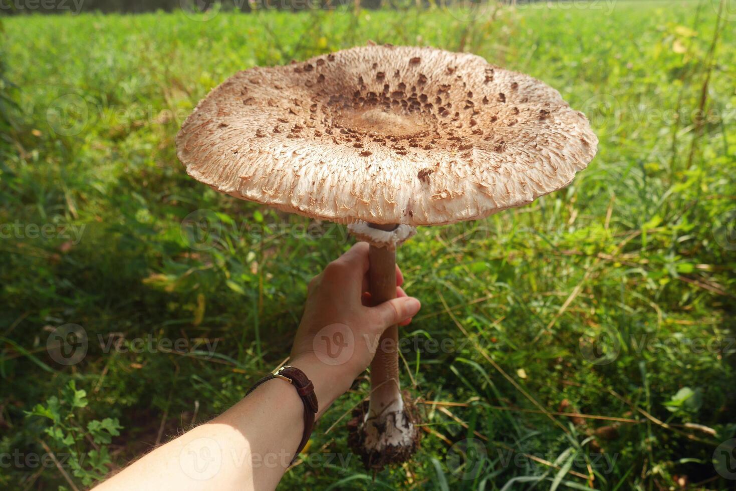 big mushroom in hand - a large parasol held in hand photo