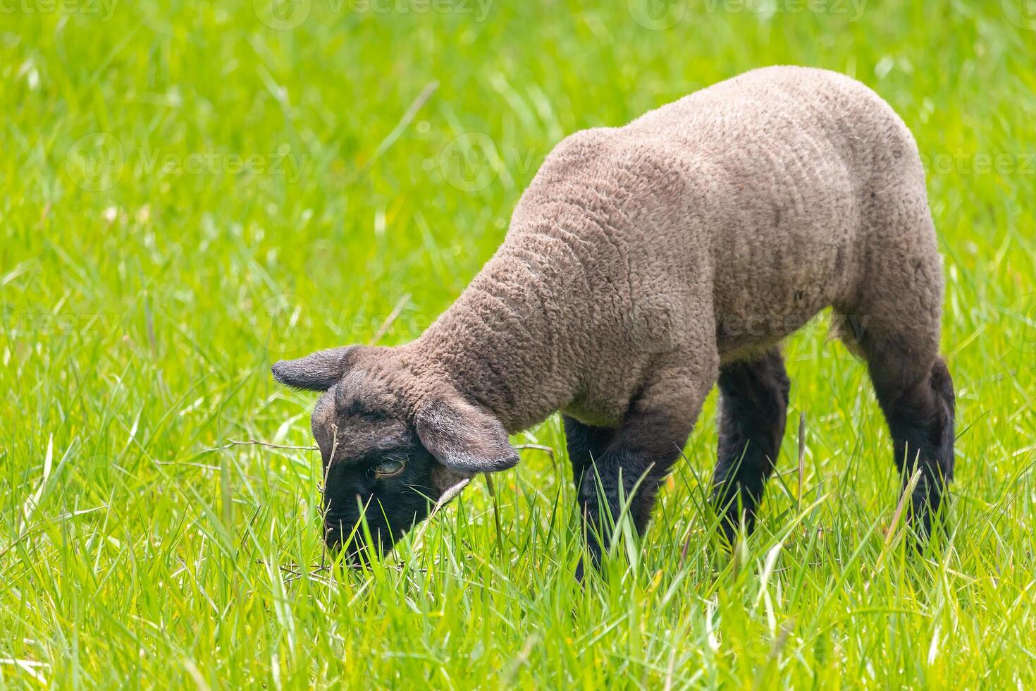 lamb in the grass - Suffolk sheep on pasture, side view photo