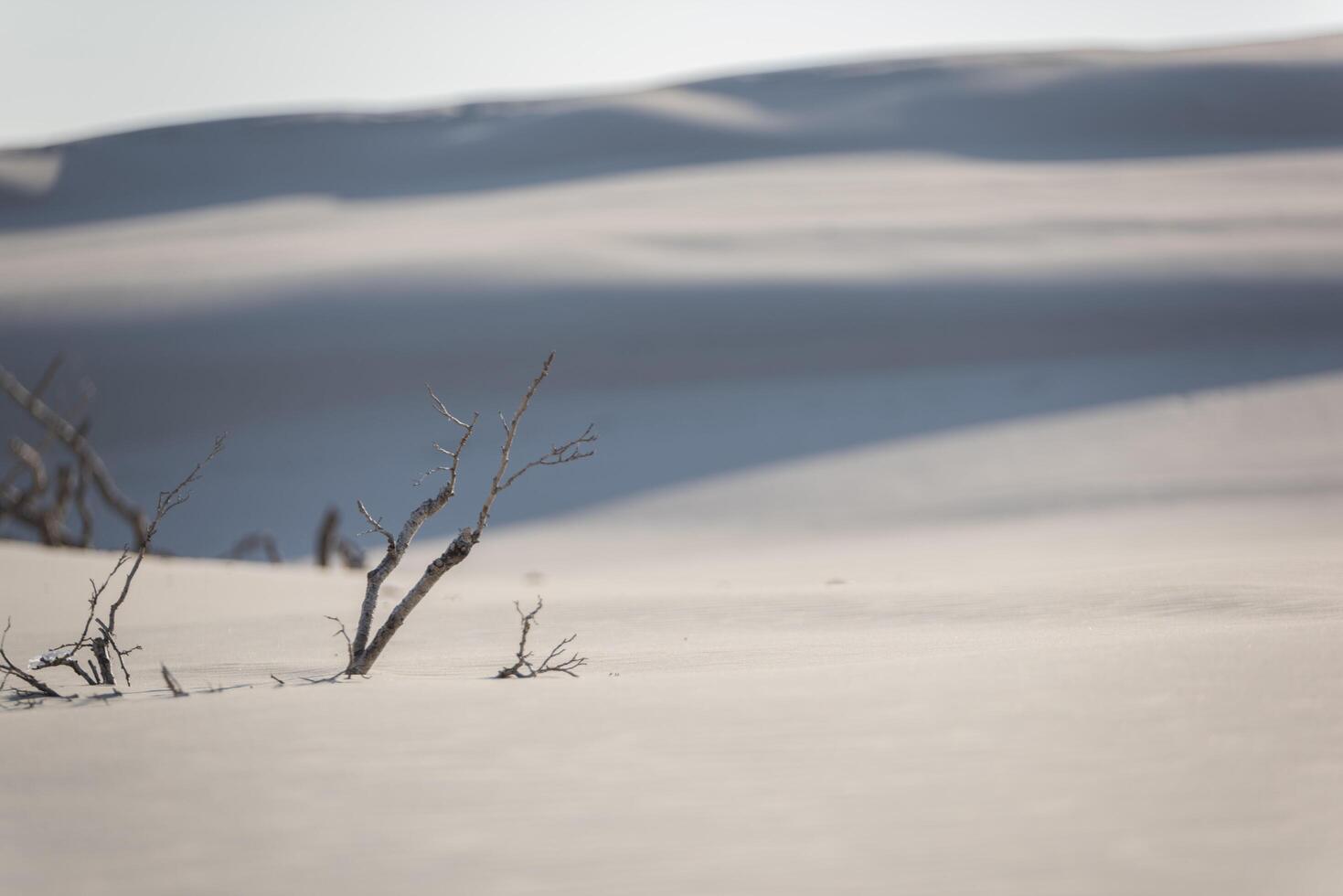 A lone skier standing in the snow with a tree photo