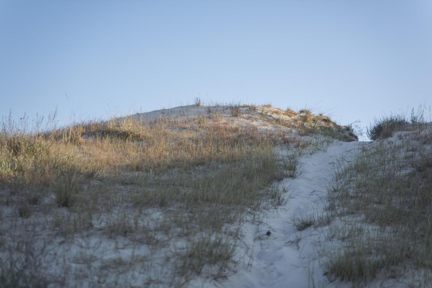 A path leading up to a sand dune photo