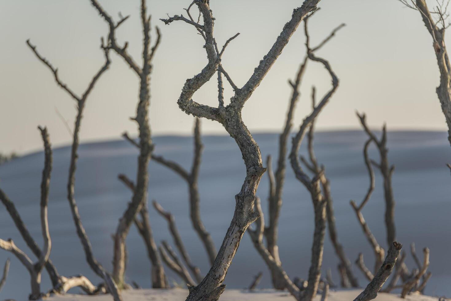 A group of dead trees in the sand photo