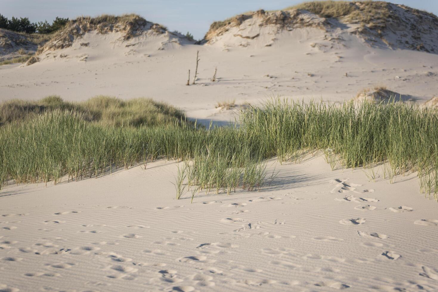 A sand dune with grass growing on it photo