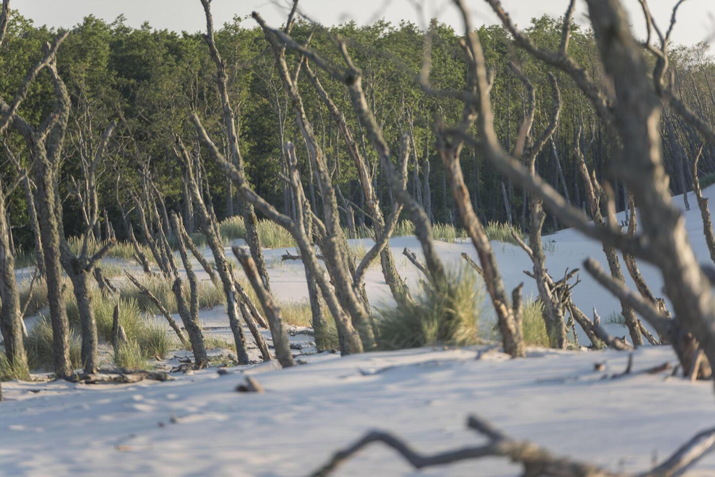 Dead trees on the beach photo