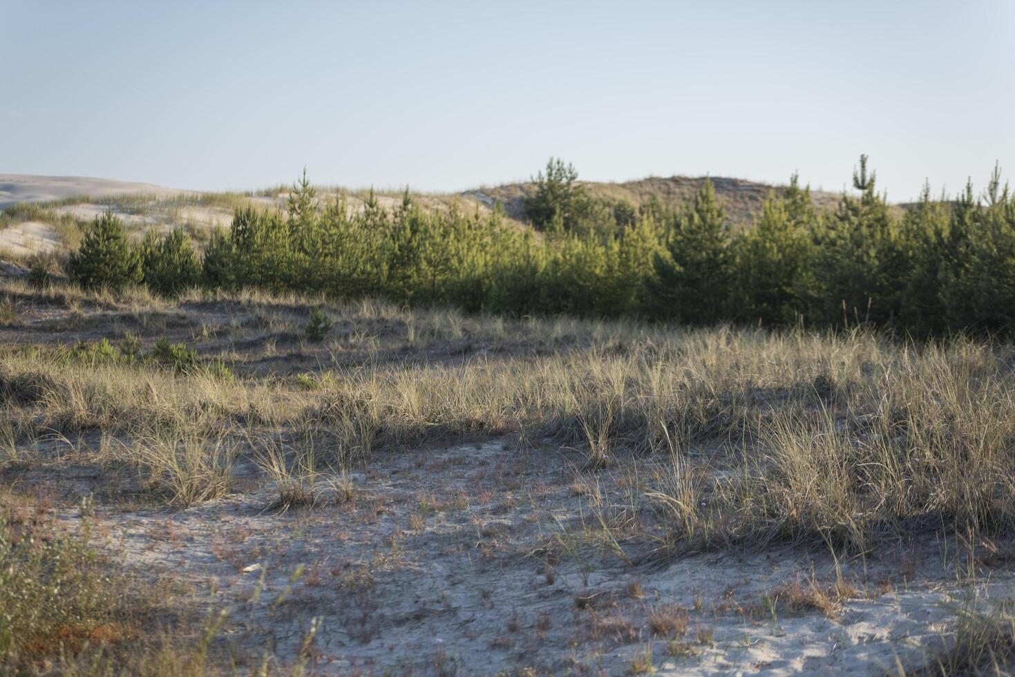 A field of grass and trees with a fire hydrant photo