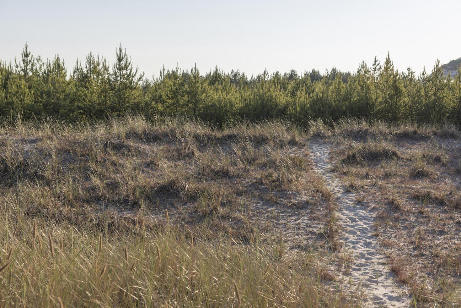 A trail of grass photo