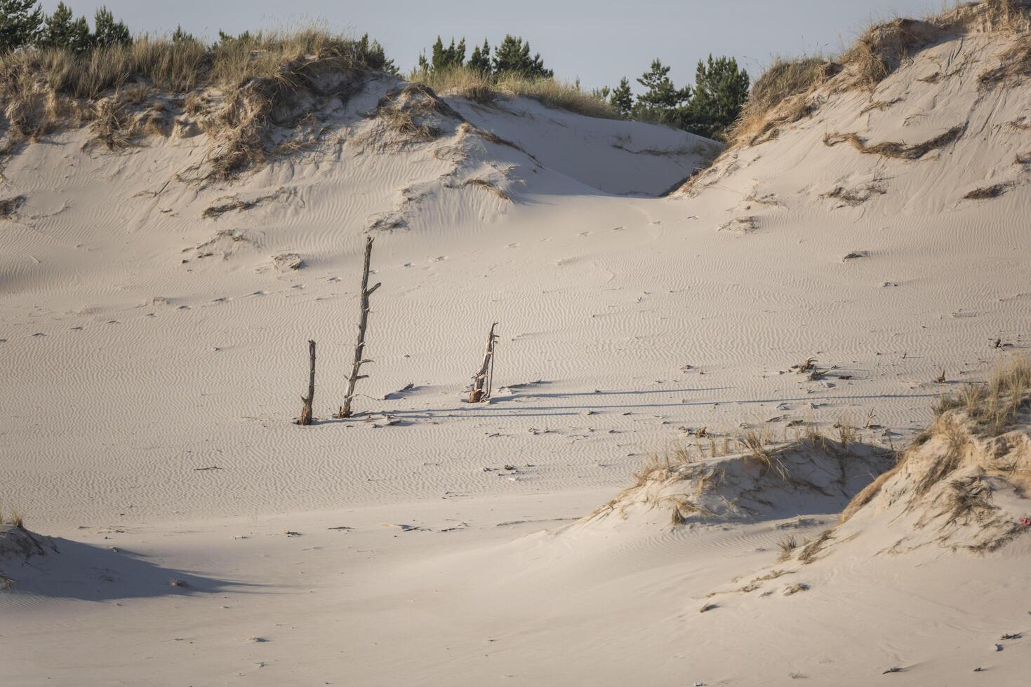 A lone tree in the sand photo
